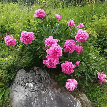 -bohinj- Pokljuka- Triglav National Park 公寓