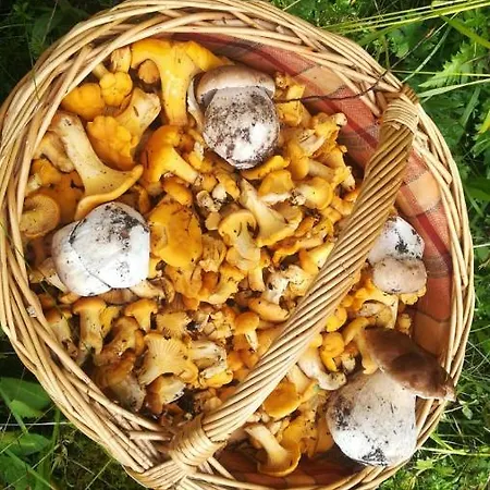 -bohinj- Pokljuka- Triglav National Park アパート