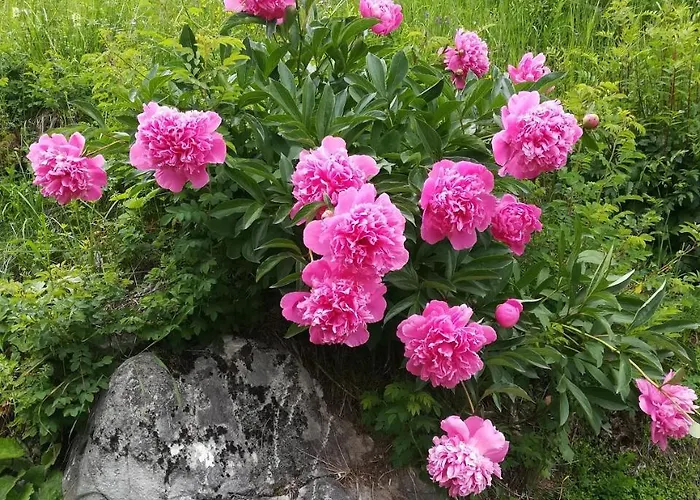 -bohinj- Pokljuka- Triglav National Park Διαμέρισμα
