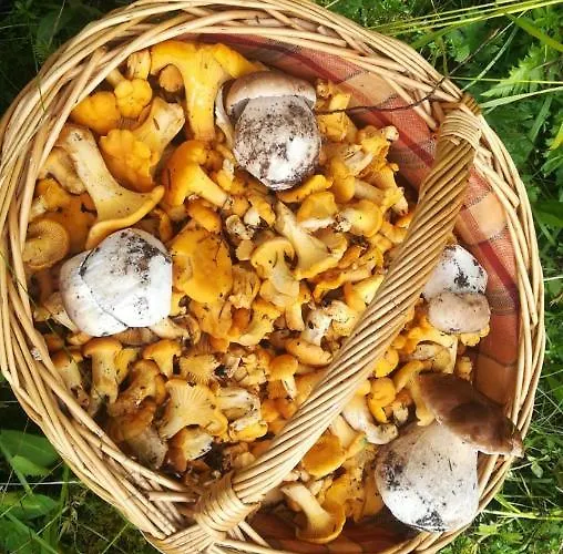 -bohinj- Pokljuka- Triglav National Park Апартаменты